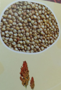 What is millet