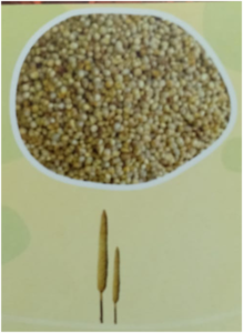 What is millet