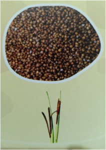 What is millet