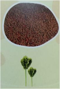 What is millet