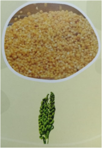 What is millet