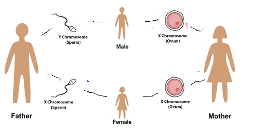Pre pregnancy planning for female