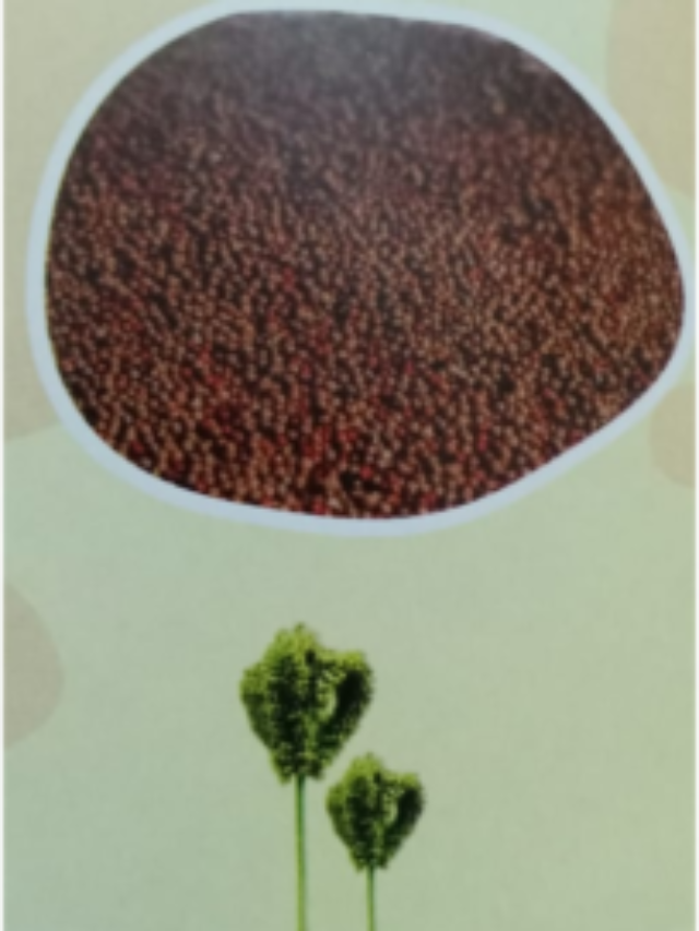 What is millet & its gift to human